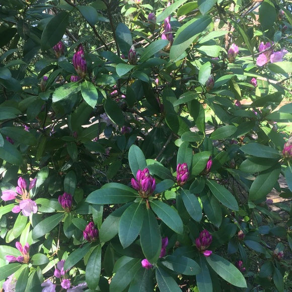 Meet your Posher, Kat. - Picture 1 of 1